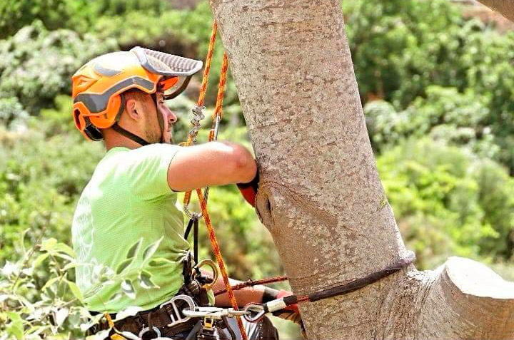 Podas Calafat hombre podando árbol