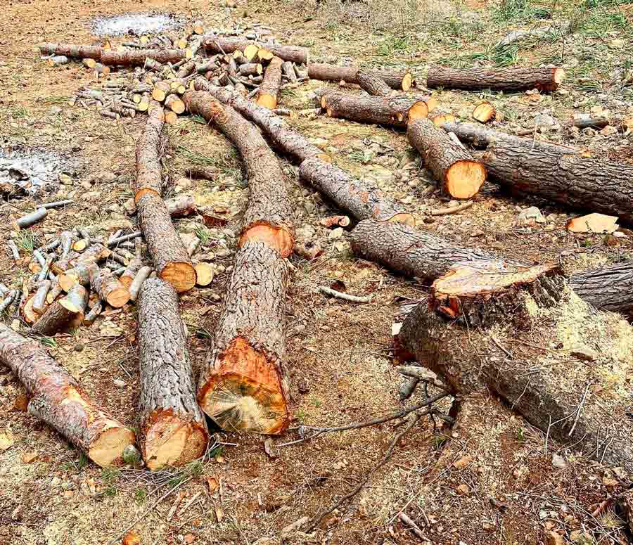 Podas Calafat troncos de árboles