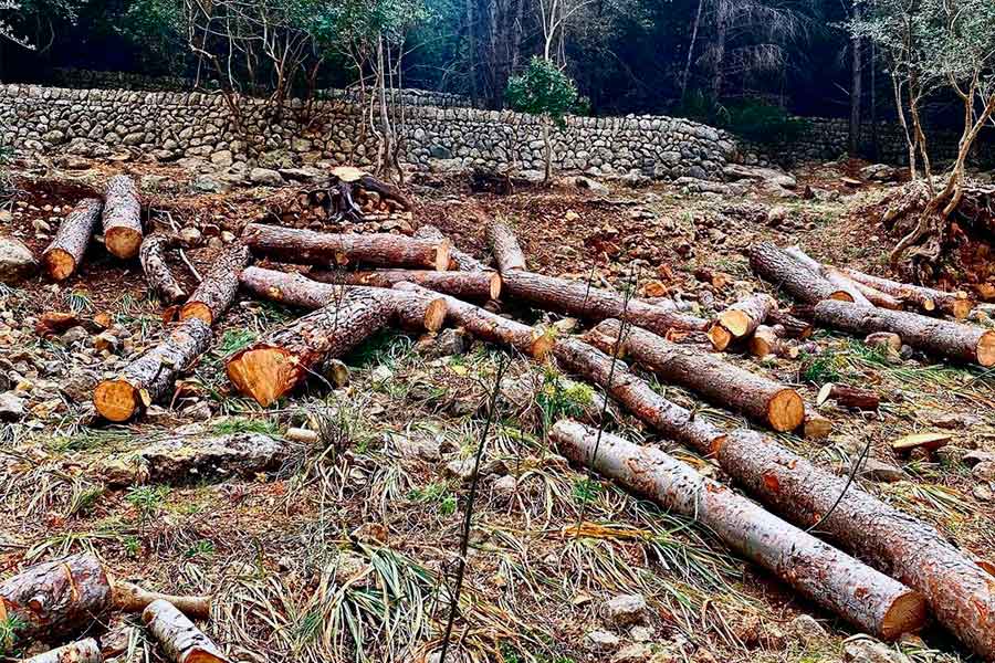 Podas Calafat tala de árboles